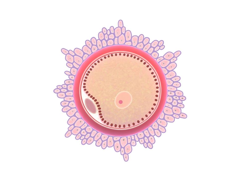 Нов метод подмладява стари яйцеклетки