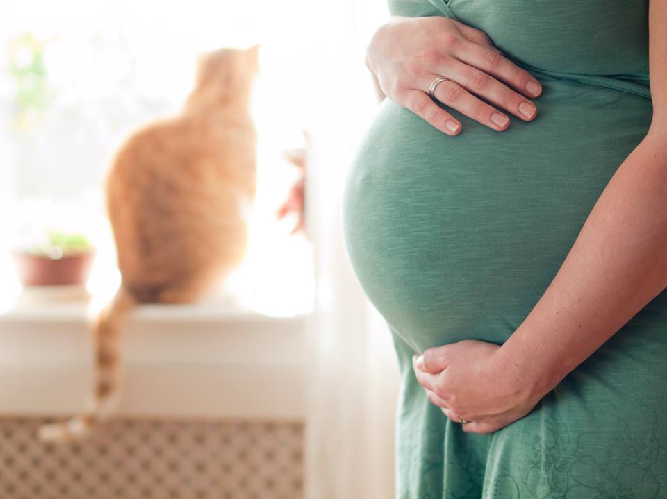 Защо бременните трябва да обичат своята котка 