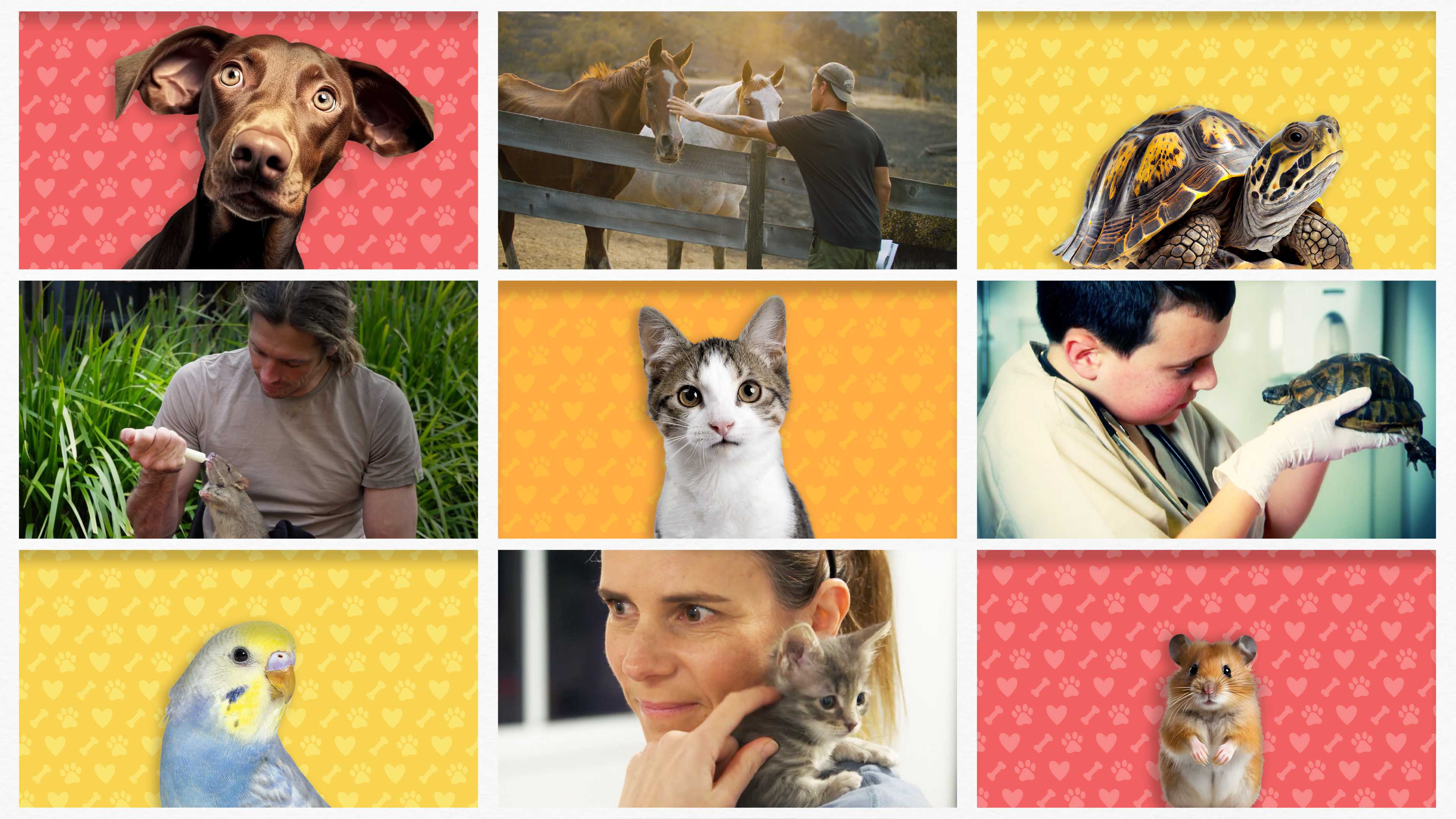 Обичта към животните превзема телевизионния ефир