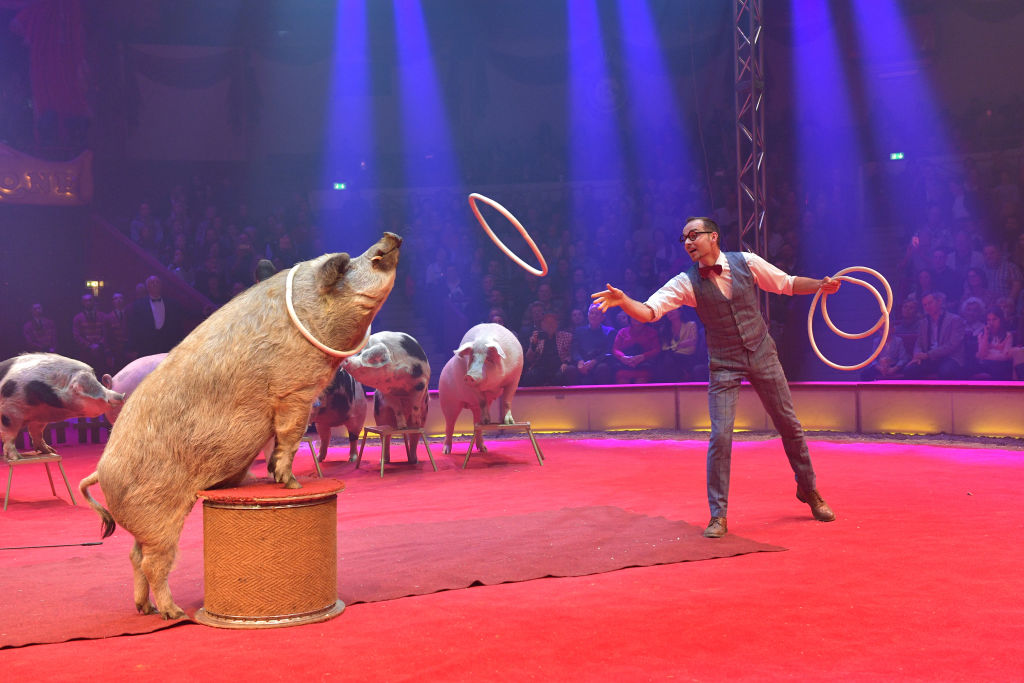 Празнично шоу 