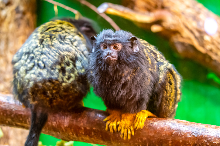 Двойка маймуни „със златни ръце“ ще радва малчуганите в зоопарка  