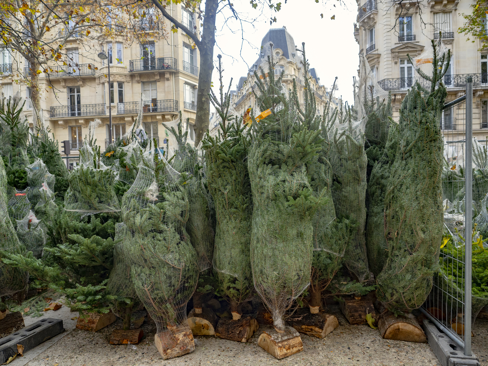 Изкуствена или жива елха 