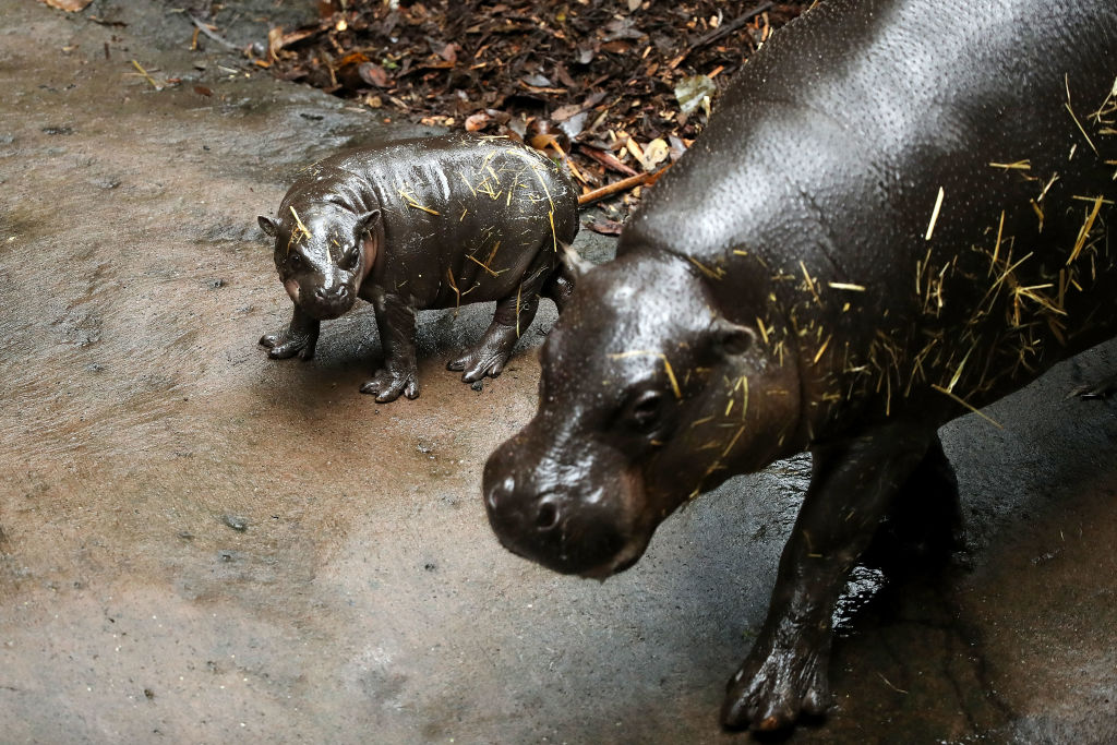 Ново хипопотам джудже в зоологическата градина 