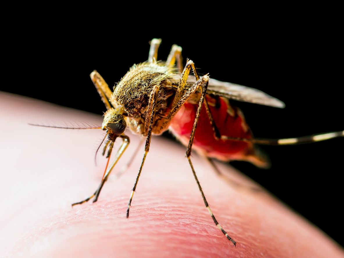 Комарите не пренасят и не заразяват с коронавирус 