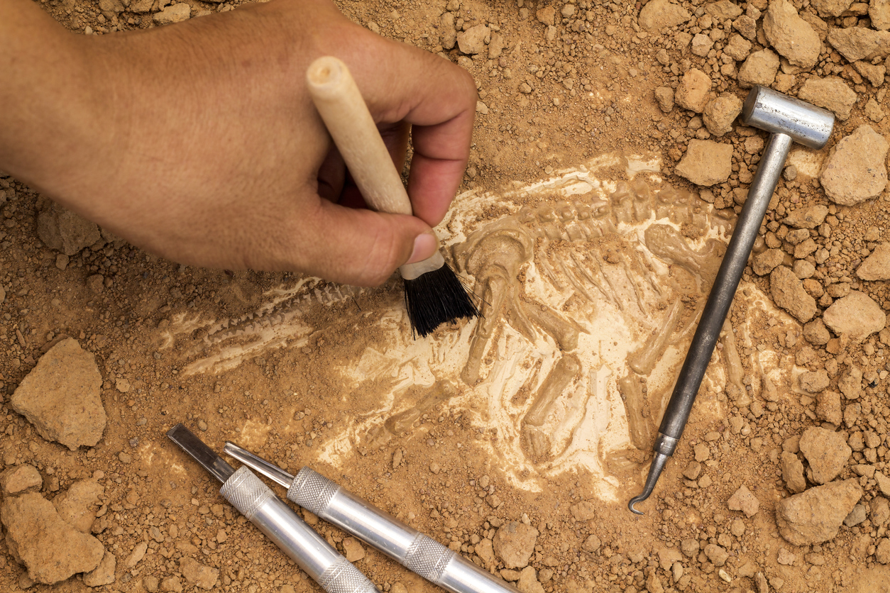 Опознайте работата на палеонтолога 