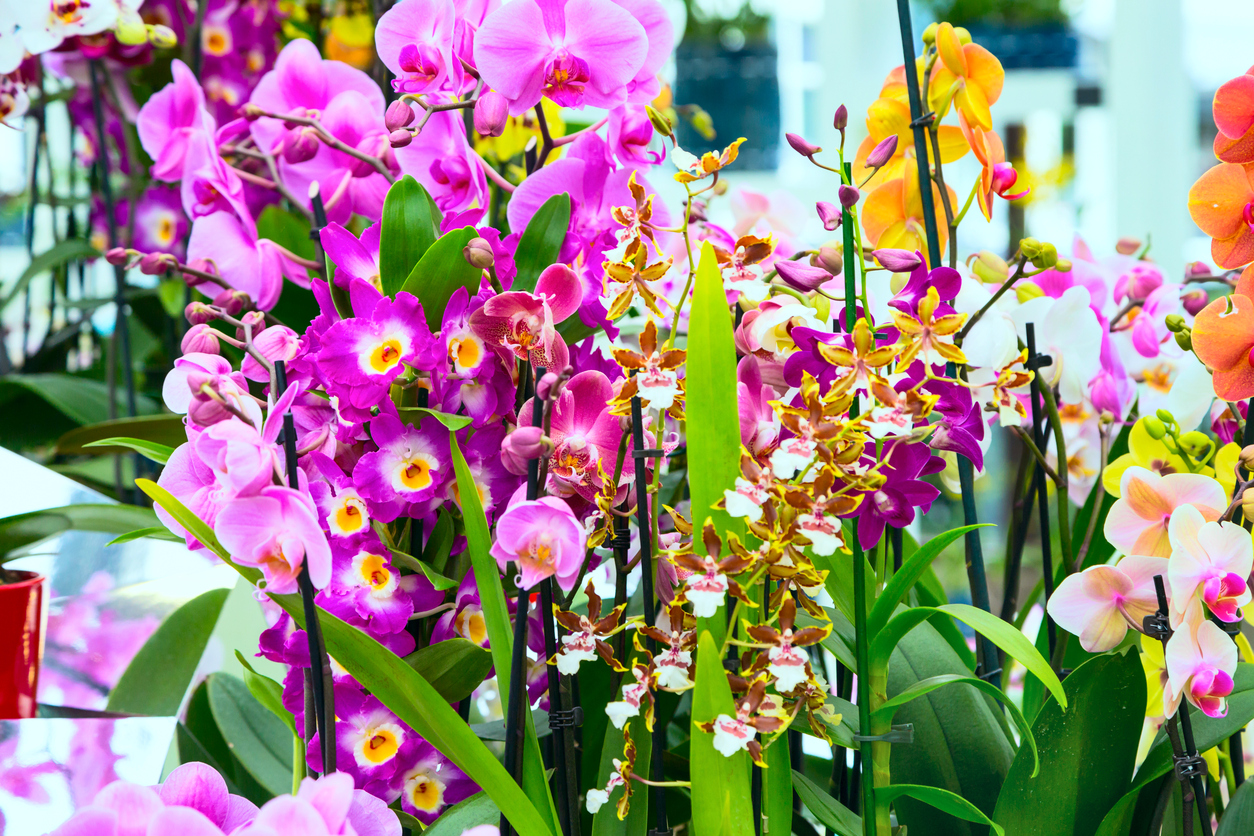 Научете повече за орхидеите 
