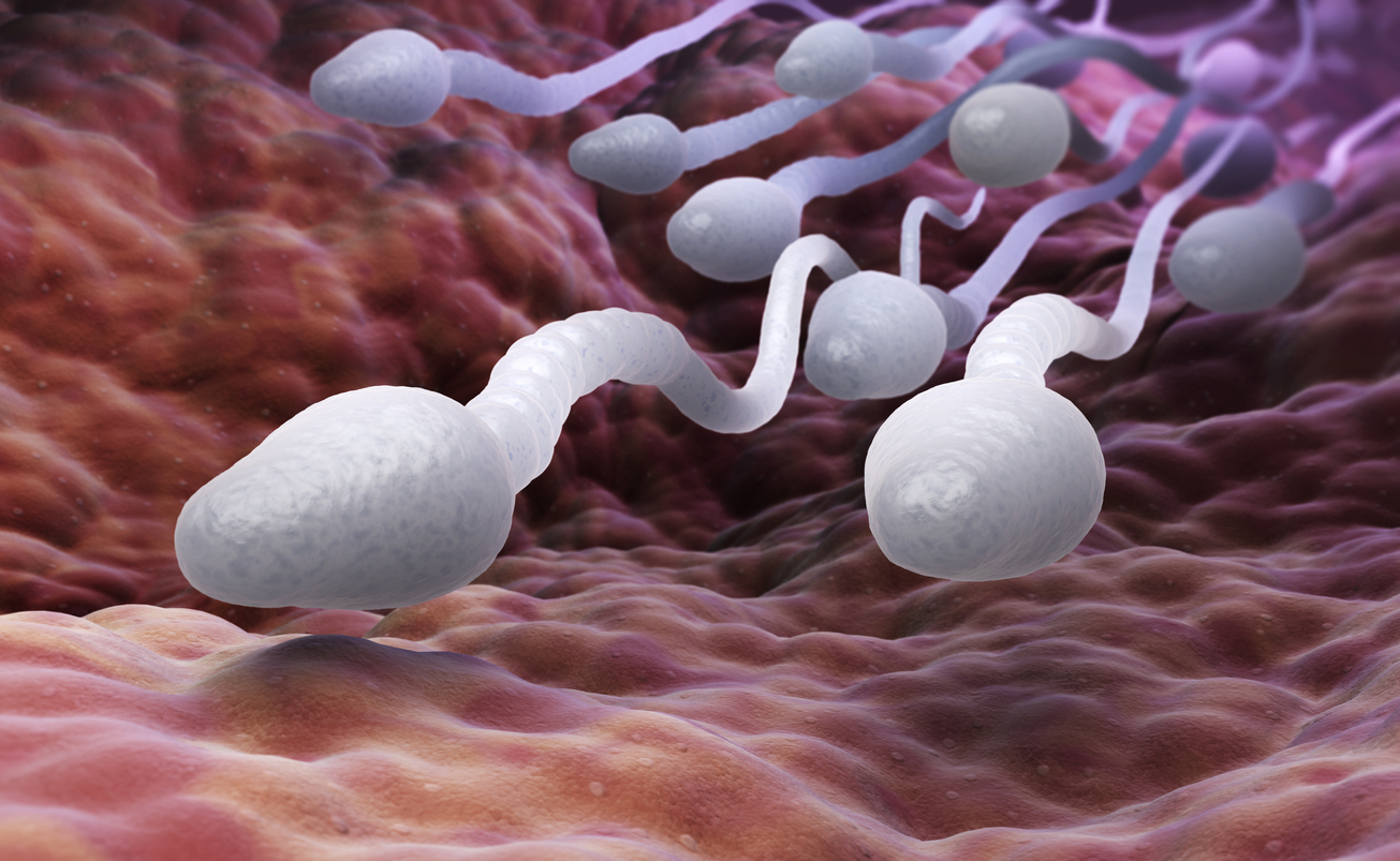 Учени: човешкият сперматозоид плува като влюбена видра 