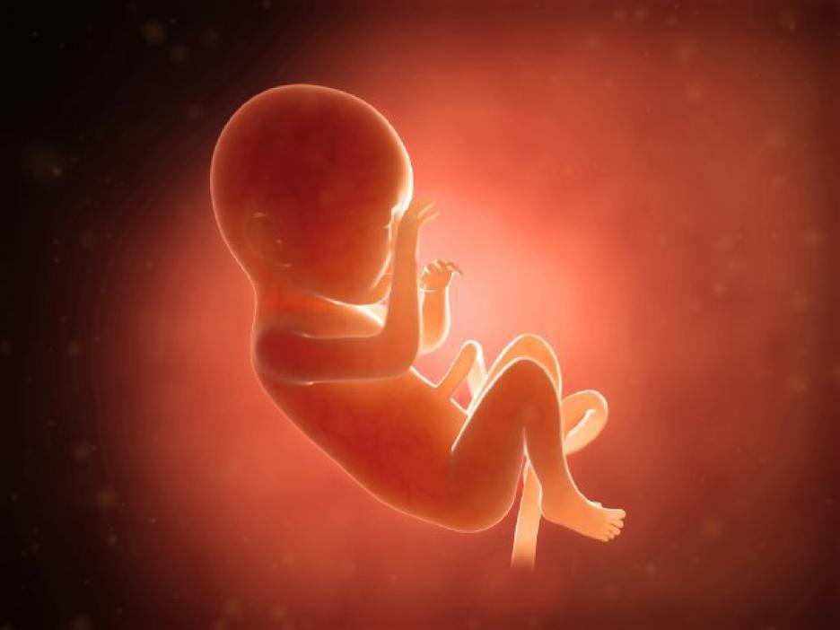 Как точно расте ембрионът 