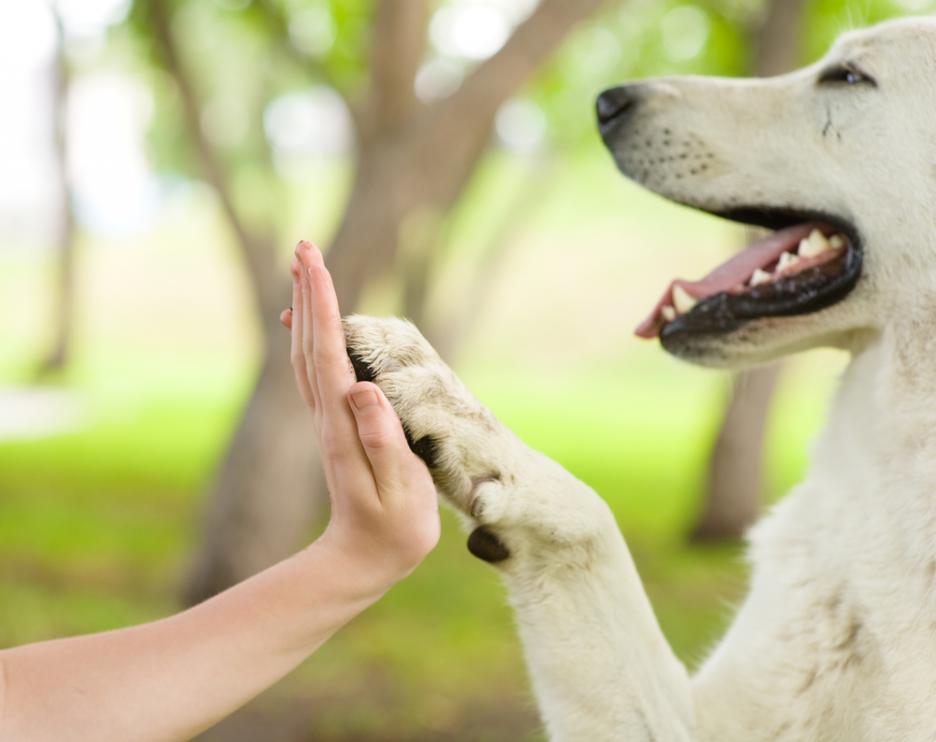 5 житейски урока, които можем да научим от животните 