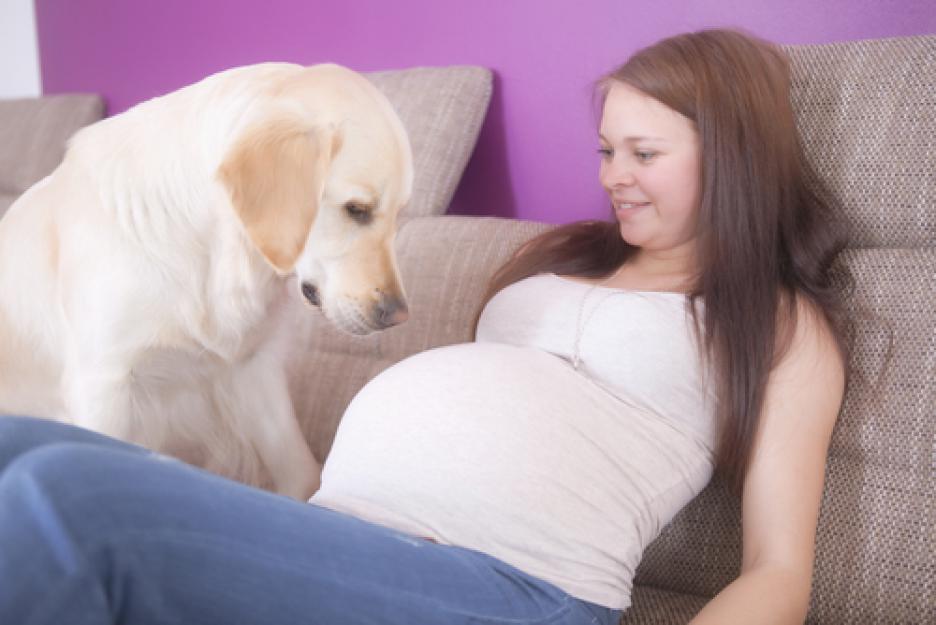 10 кучета, които нямат търпение бебенцето да се роди 