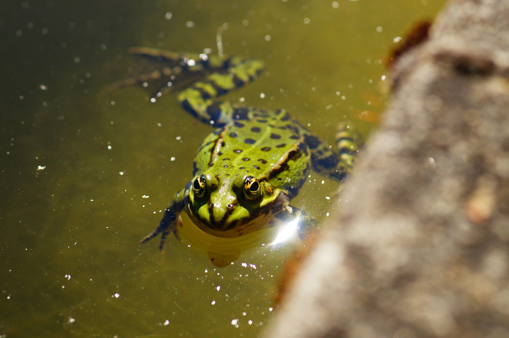 Детето пита: Защо жабите крякат