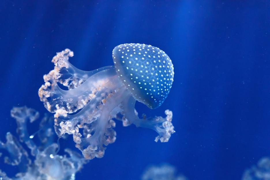 Идея на помощ: Какво да (не) правите, ако ви опари медуза