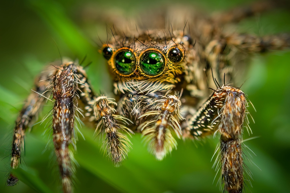 Детето пита: Защо паяците имат осем очи