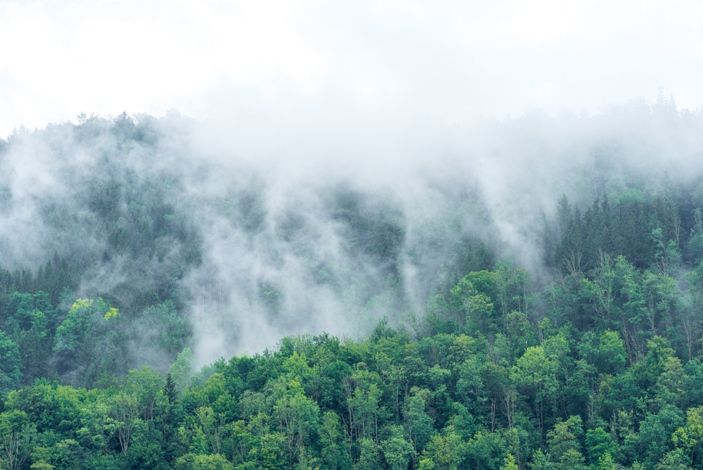 Детето пита: Защо след дъжд се появява мъгла 