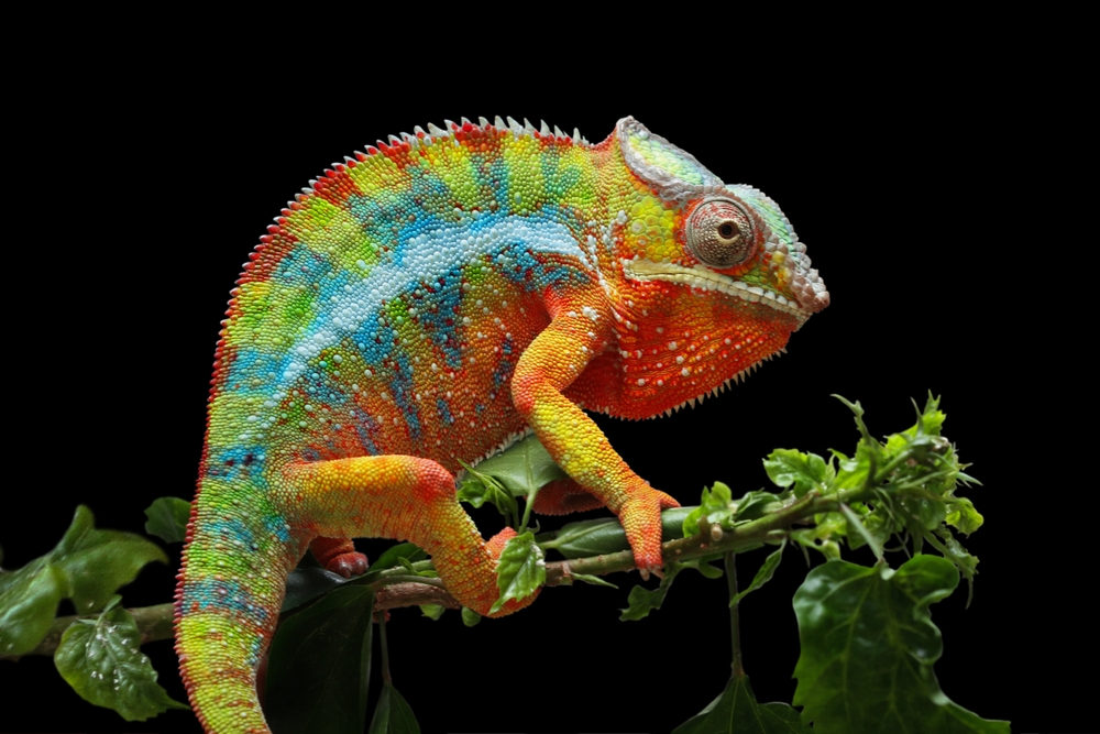 Детето пита: Защо хамелеонът променя цвета си