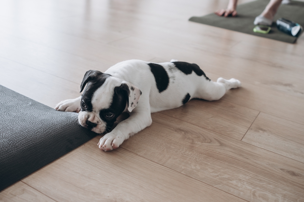 Какво да направите, когато домашният ви любимец е разтревожен?