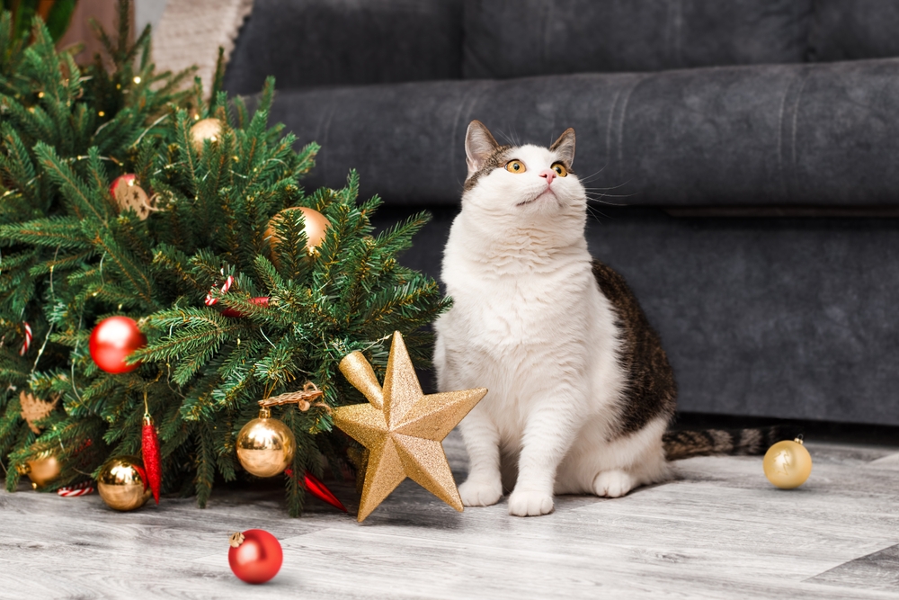 Елха и котка: мисия (не)възможна