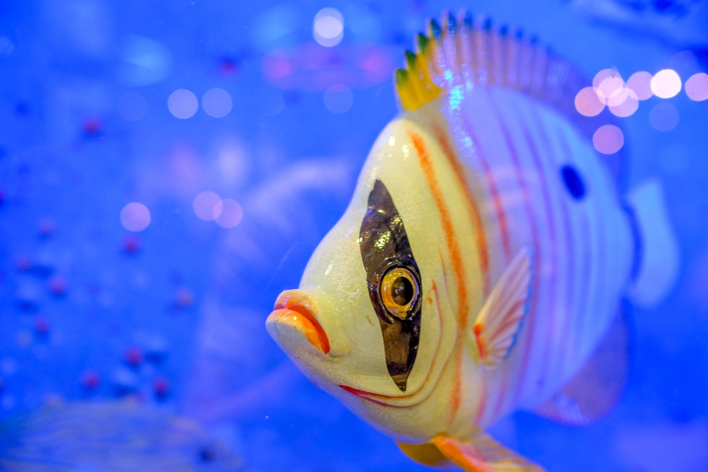 Защо рибите не потъват