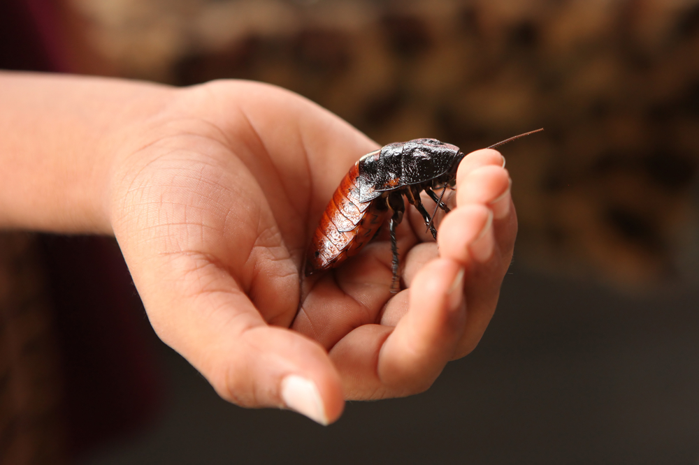 Съскаща хлебарка – екзотичен подарък за  Свети Валентин 