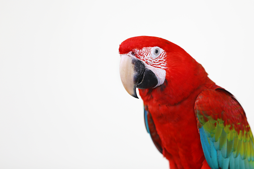 Детето пита: Защо папагалът е с крив клюн 