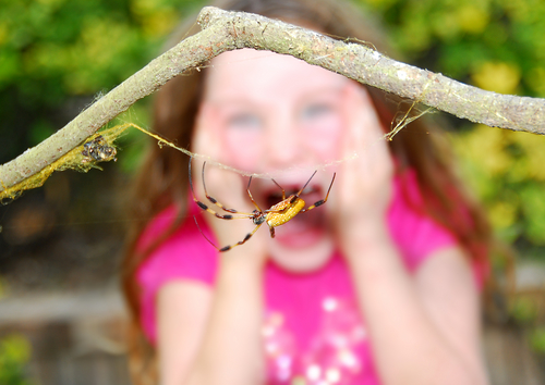 Гледайте снимки на паяк, за да се излекувате от фобията  