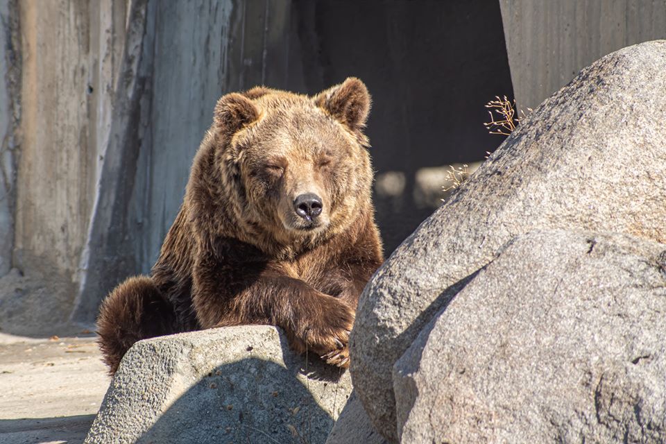 Разглеждаме Софийския зоопарк с един клик