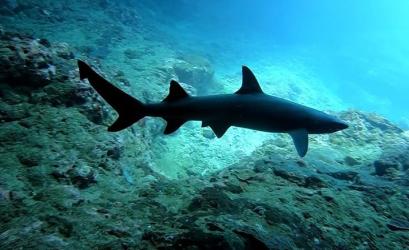 Подводният свят оживява  