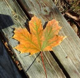 Вдъхновение от деня 