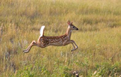 Наказват бракониер да гледа 