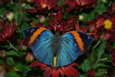 Причудливи насекоми в изложбата 