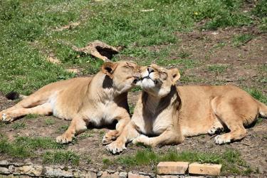  Отварят зоопарка в София  