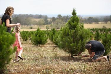 Елха за Коледа  