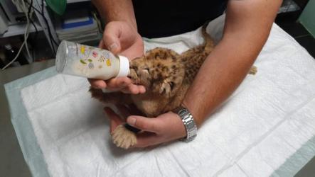  Тотомилионер осинови бедстващите лъвчета от зоопарка в Благоевград  