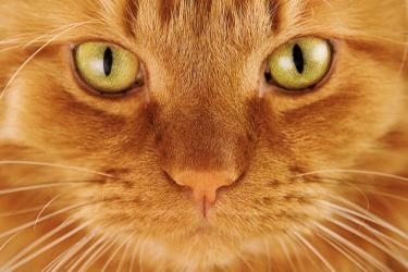 Защо очите на котките на светло стават като цепки   