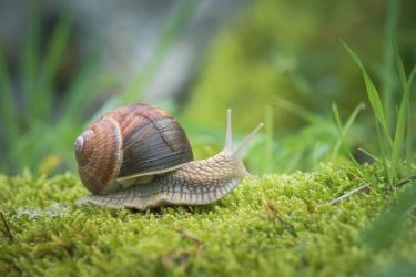 Детето пита: Защо охлювът пълзи толкова бавно 