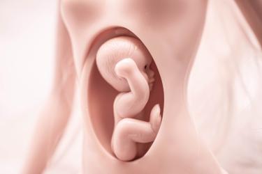 Майката и бебето са като скачени съдове, ама доколко  