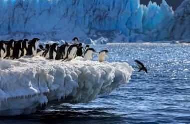 Когато детето пита: Защо пингвините не летят 