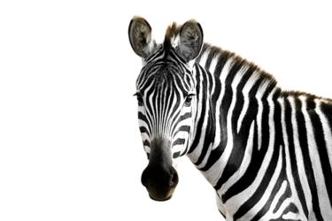 Детето пита: Защо зебрите имат райета 