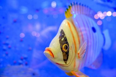 Защо рибите не потъват 