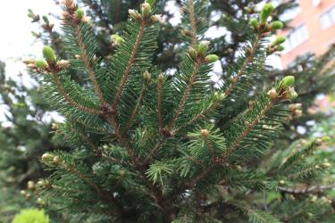 Защо елхата през всички сезони е зелена 