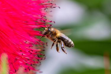 Детето пита: Защо пчелата бръмчи  