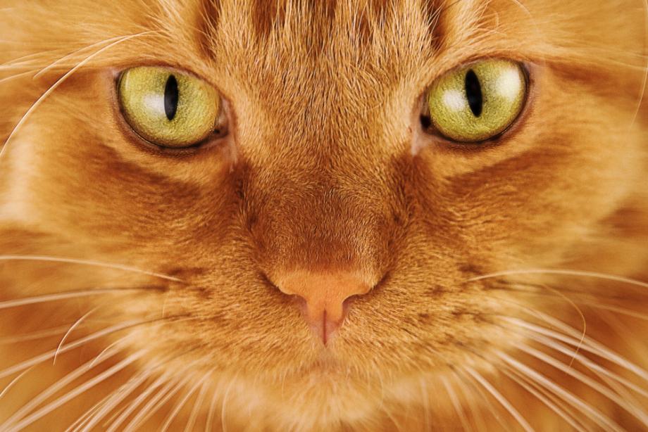 Защо очите на котките на светло стават като цепки  