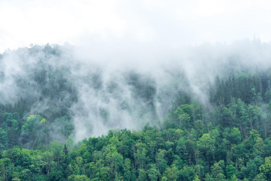 Детето пита: Защо след дъжд се появява мъгла 