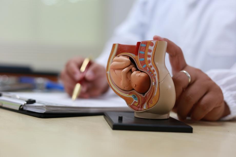 В утробата на мама: Как протича животът на бебето