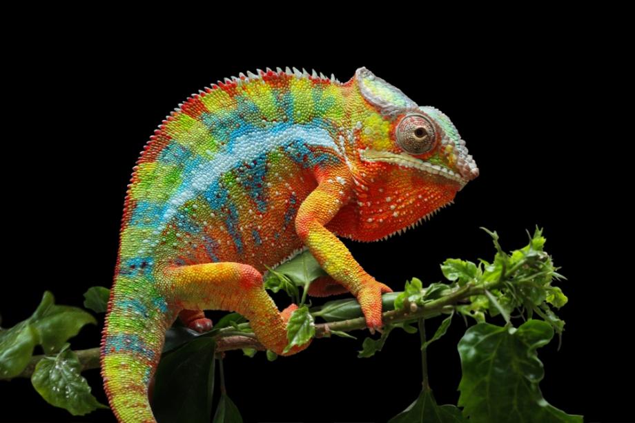 Детето пита: Защо хамелеонът променя цвета си