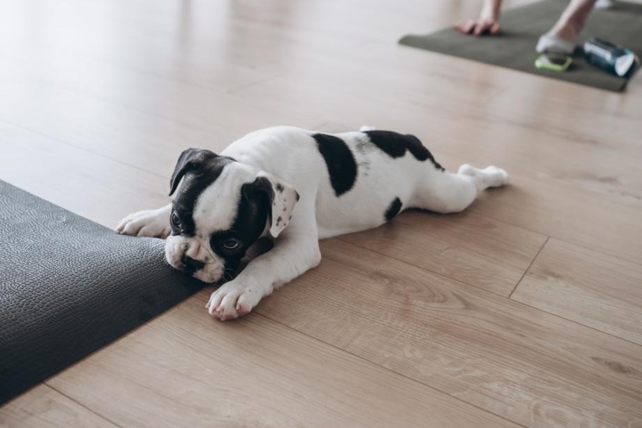 Какво да направите, когато домашният ви любимец е разтревожен?