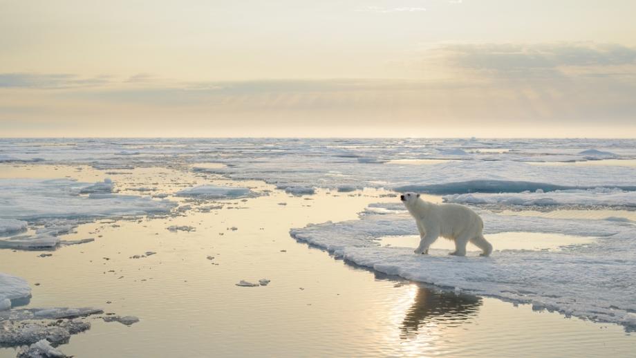 Защо белите мечки не спят  зимен сън