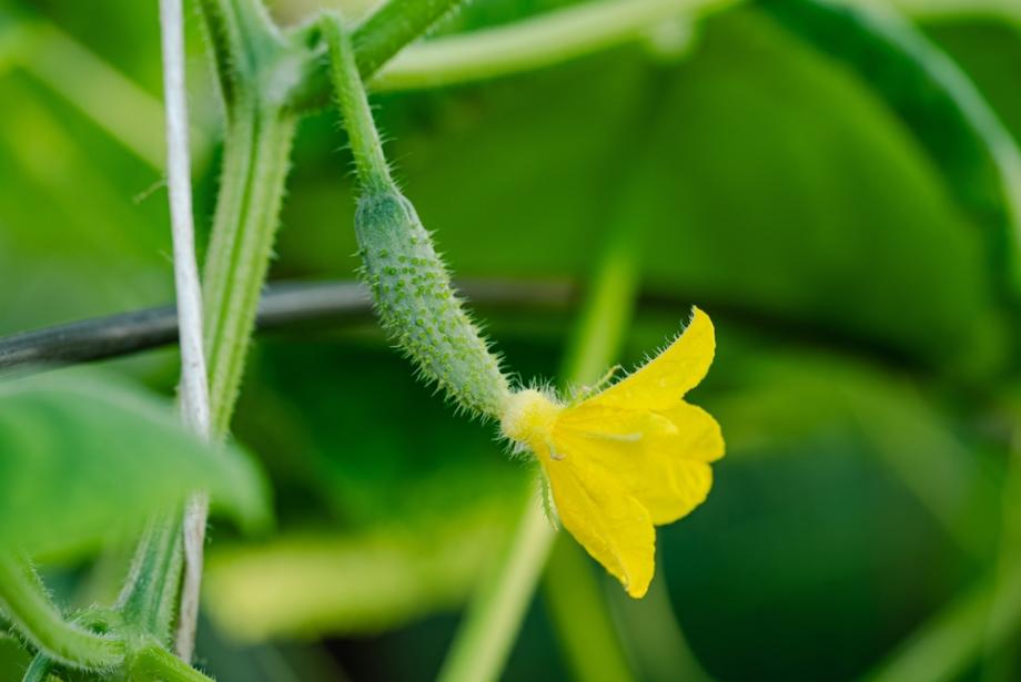 Детето пита: Защо корнишоните бодат 