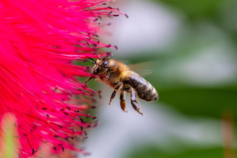 Детето пита: Защо пчелата бръмчи 