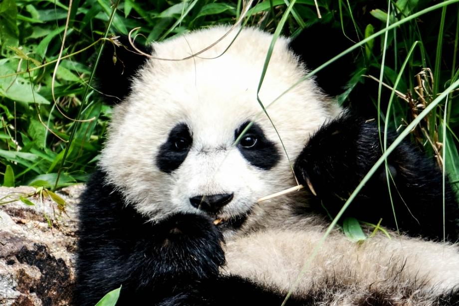 Черни кръгове под очите като на панда